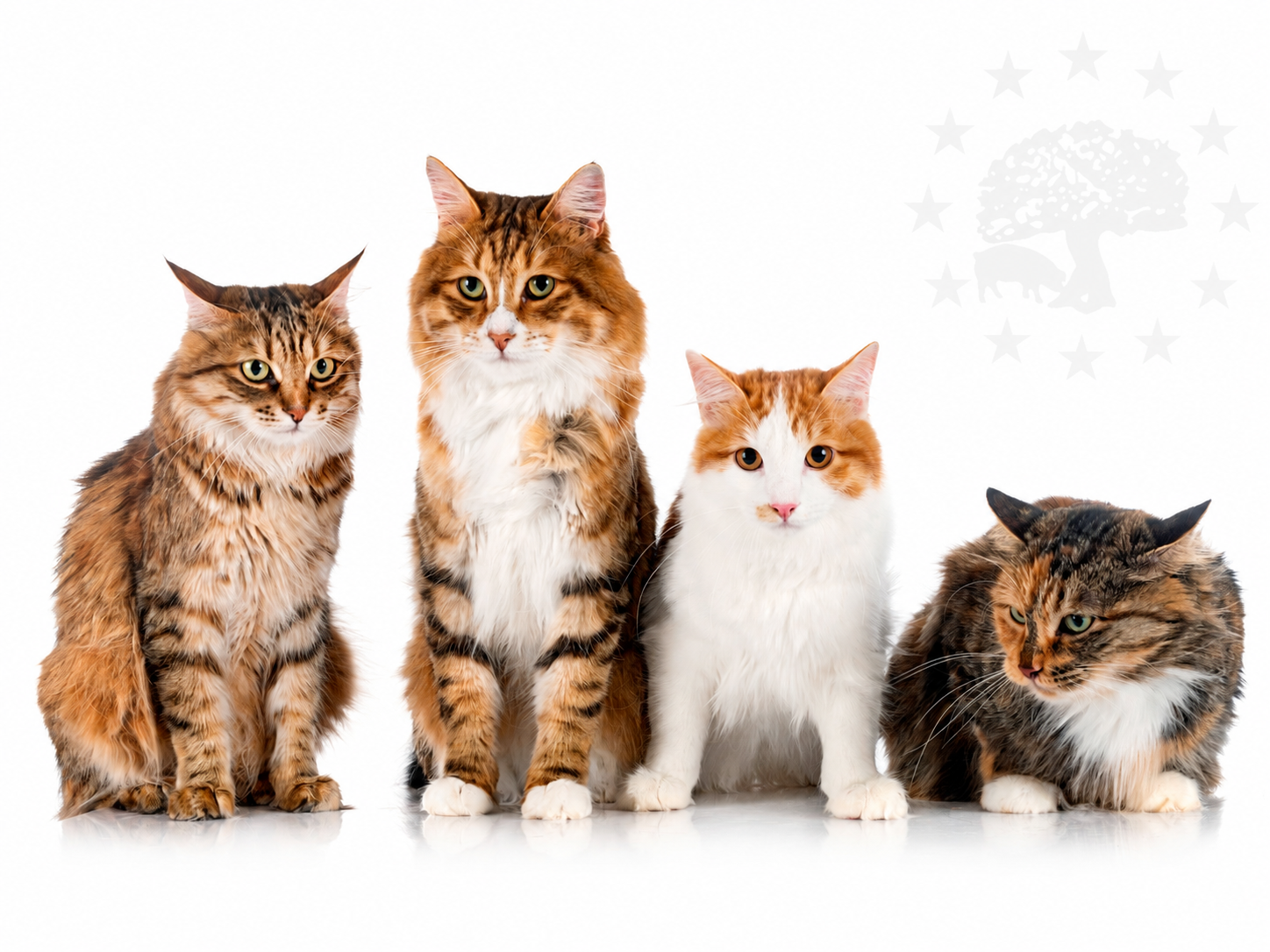 Gatos adultos de diversas razas en postura natural