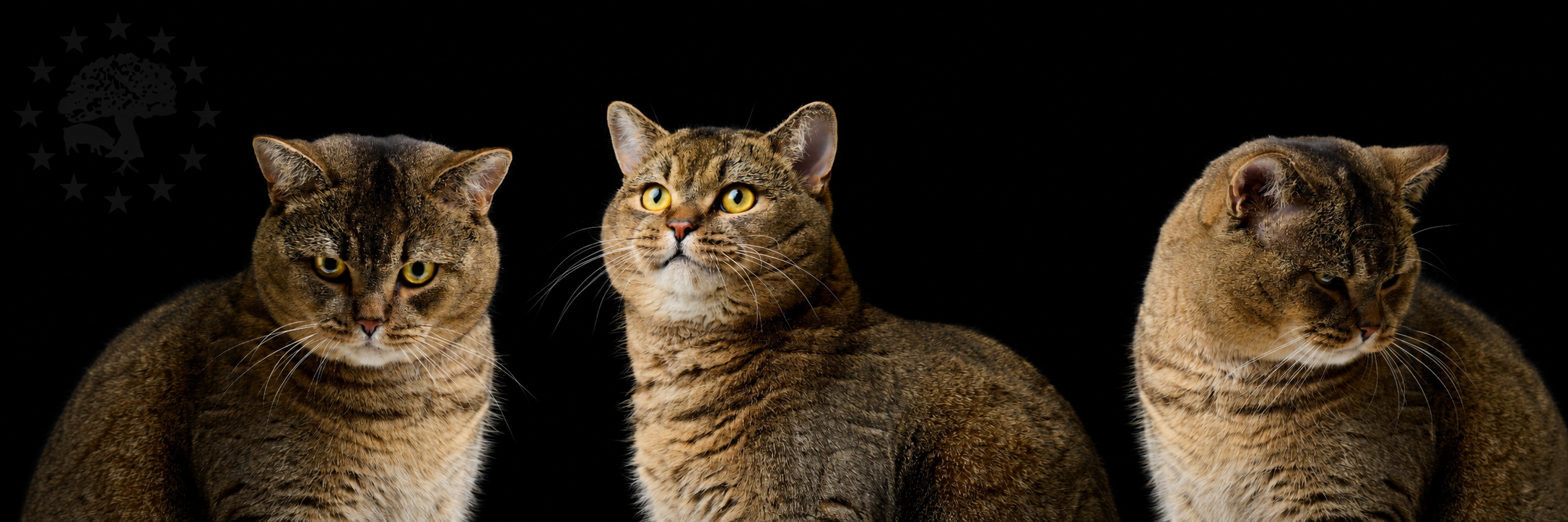 Gatos adultos — Euro Cat de Europremezclas