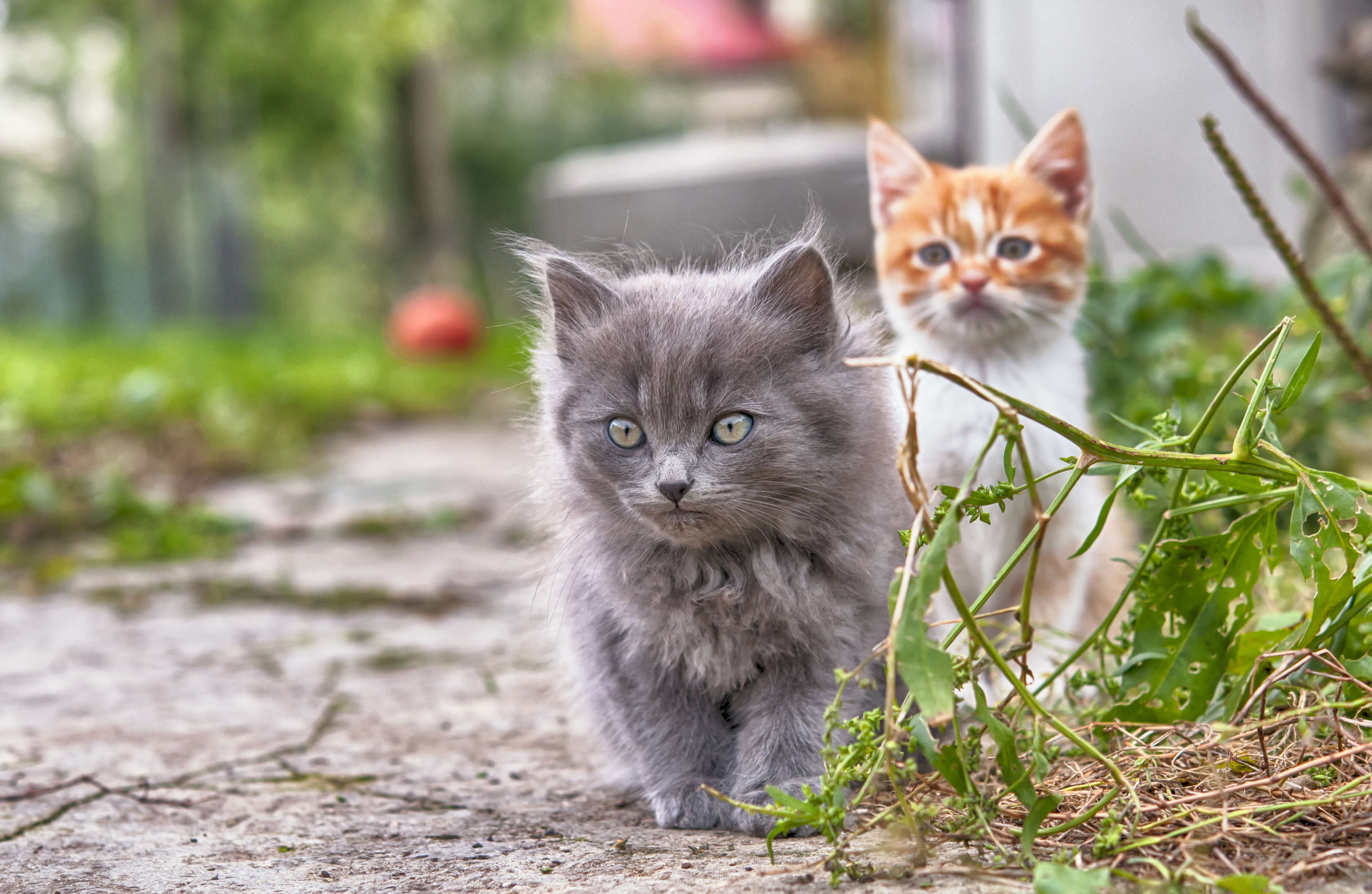 Gatos adultos — Europremezclas