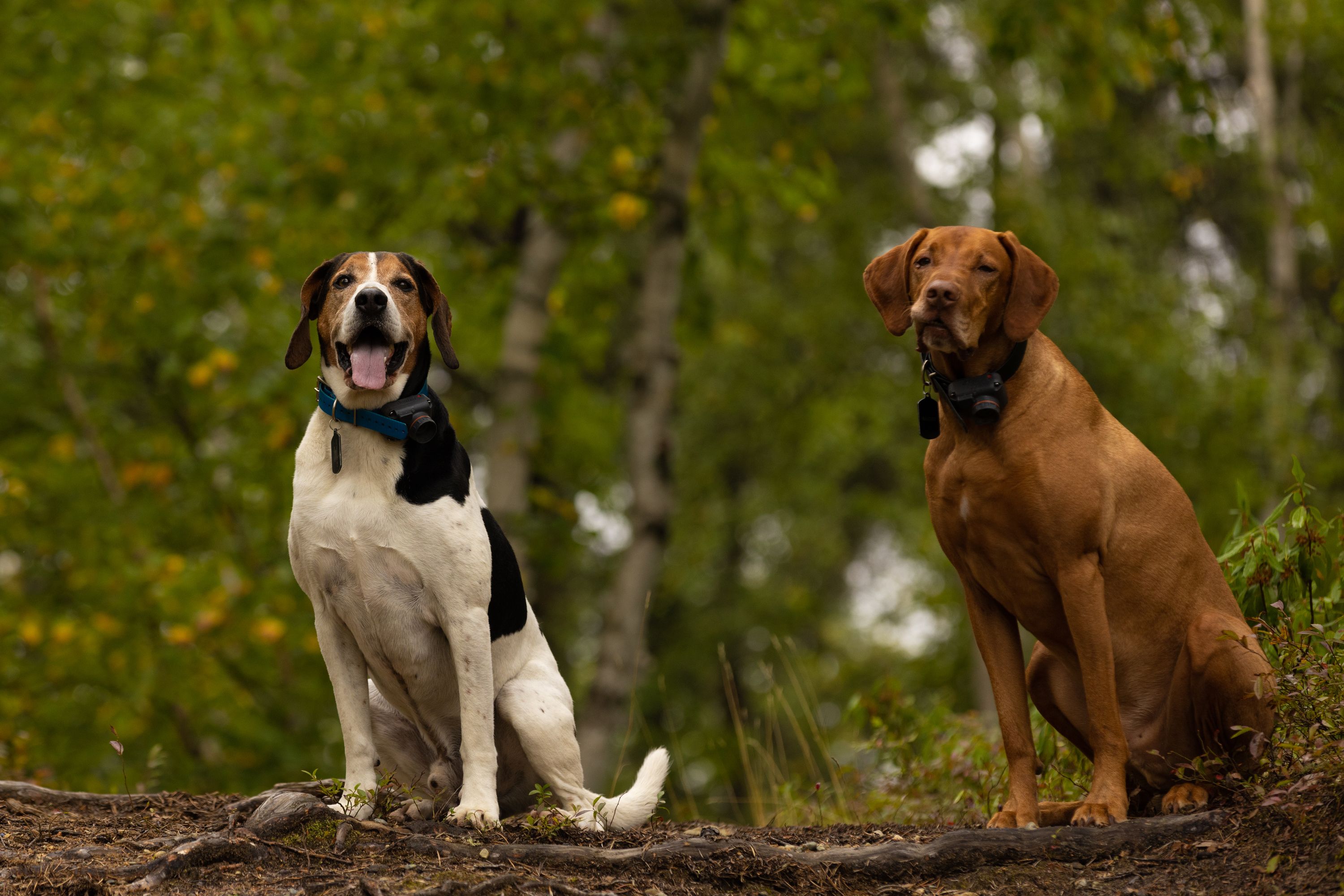Perros de caza en Extremadura — Pienso de alta energía