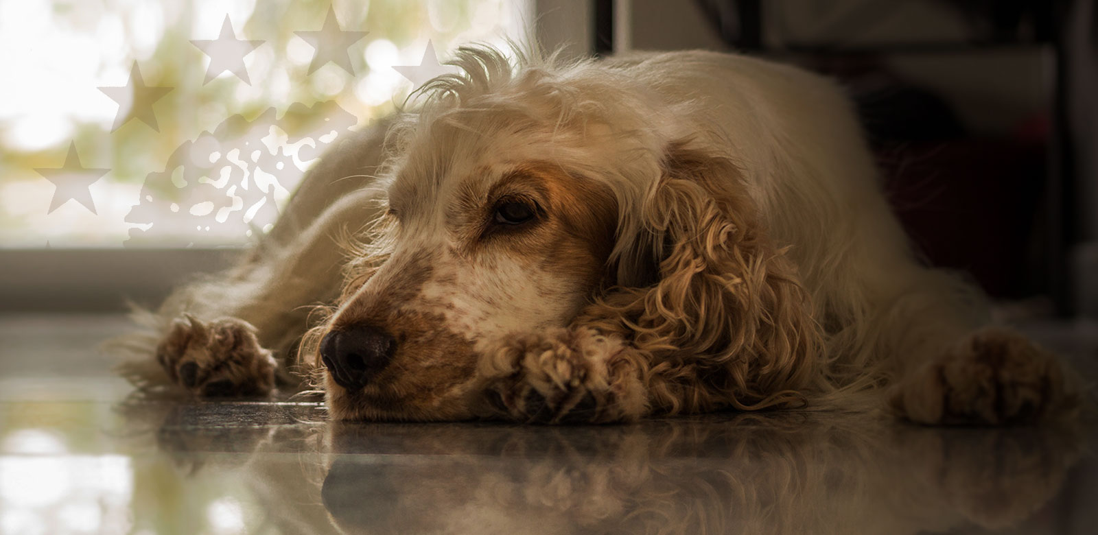 Perro adulto sano con pienso de calidad