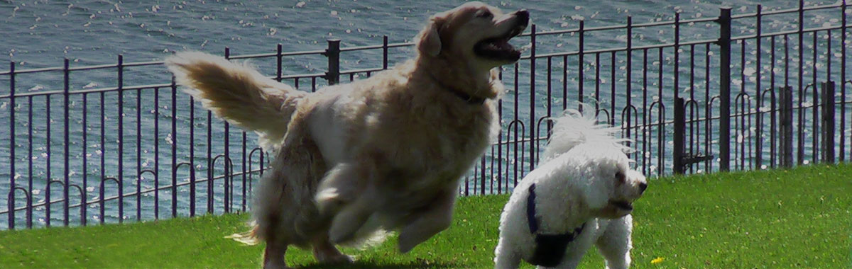 Pienso Euro Dog Alta Energía