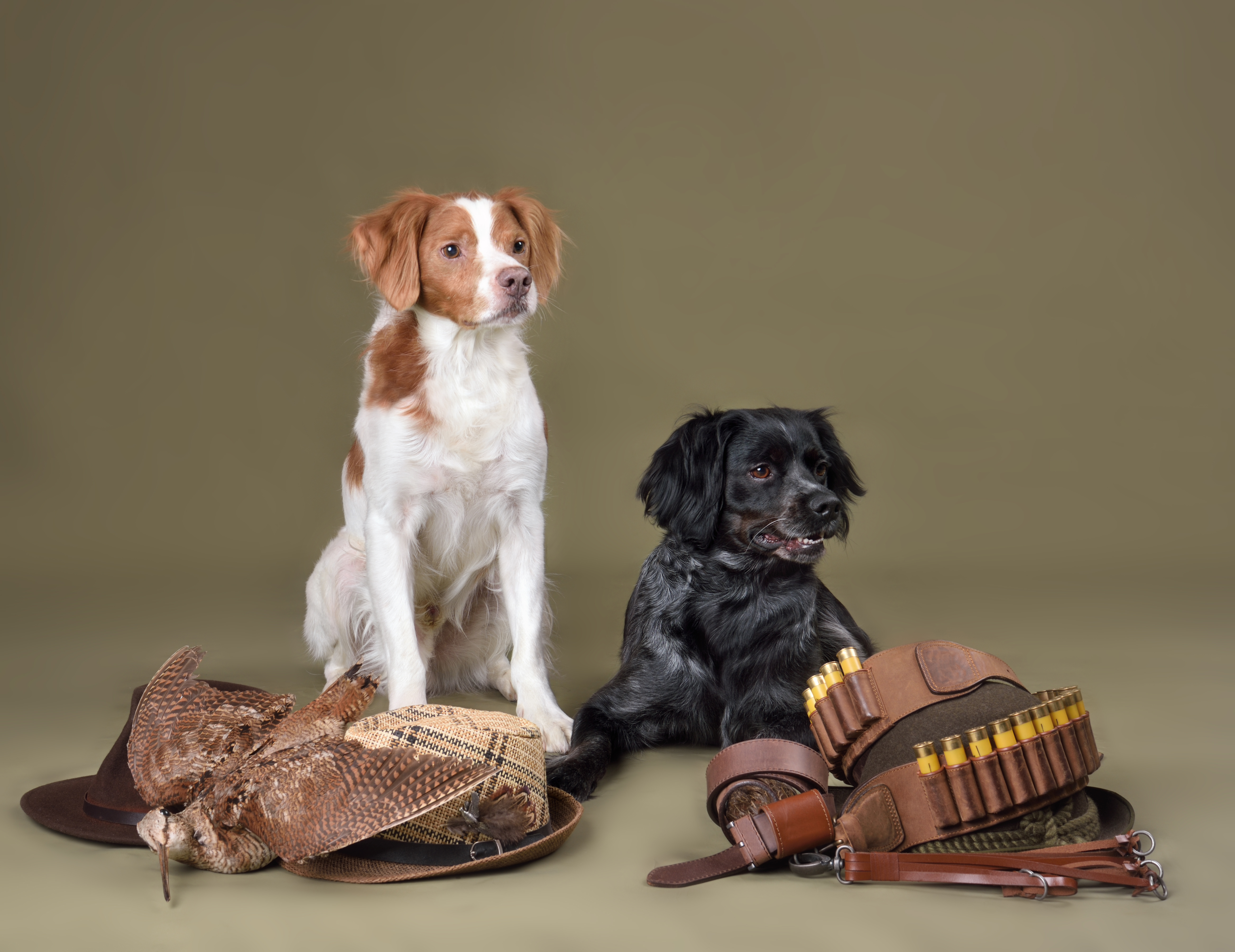 Perros de caza españoles —Epagneul Bretón y spaniel— con equipo de caza. Europremezclas.
